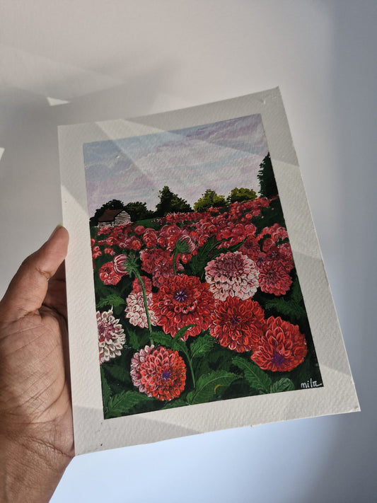 Dahlias