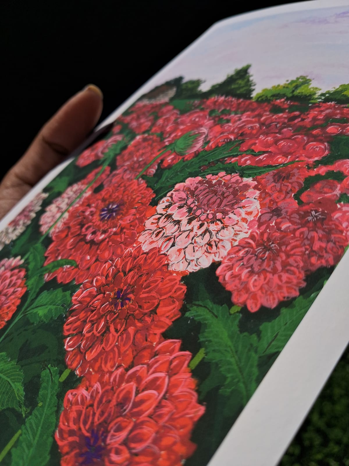 Dahlias